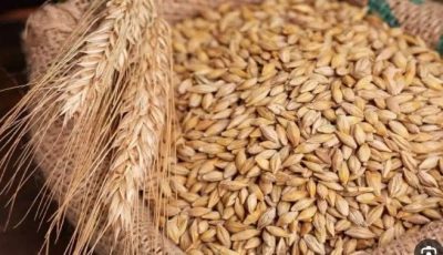 سعر طن الأرز الشعير اليوم الأربعاء 17 سبتمبر 2025