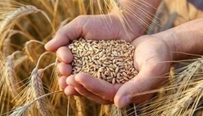 سعر طن الأرز الشعير اليوم الجمعة 19 سبتمبر 2025 في الأسواق