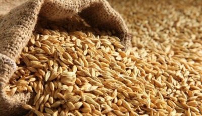 سعر طن الأرز الشعير اليوم السبت 20 سبتمبر 2025