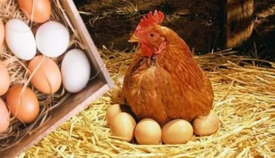 اسعار الدواجن والبيض اليوم الجمعه 3اكتوبر 2025