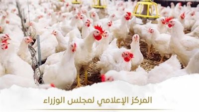 حقيقة ارتفاع أسعار الدواجن نتيجة نقص المعروض منها بالأسواق