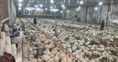 الزراعة: إنتاج مصر من الدواجن يصل لـ1.6 مليار طائر و600 ألف طن لحوم حمراء