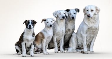 استخراج جواز سفر الأبرز.. 5 شروط حكومية لتصدير الكلاب.. إنفوجراف