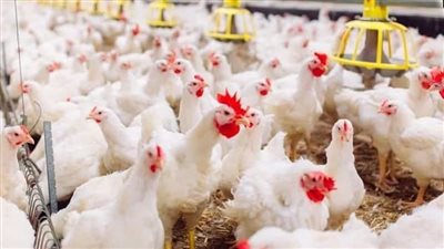 زيادة مؤقتة.. مجلس الوزراء يوضح حقيقة ارتفاع أسعار الدواجن نتيجة نقص المعروض