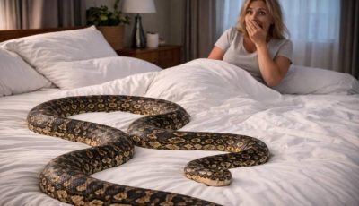 رعب في أستراليا.. استيقظت لتجد ثعباناً بطول مترين ونصف المتر في سريرها