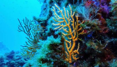 اتفاقية الأمم المتحدة للتنوع البيولوجي البحري تدخل حيز التنفيذ