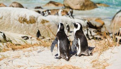 طيور البطريق الإفريقية ستنقرض بحلول 2035