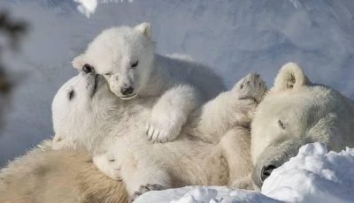 كندي ينتظر 11 يوماً في القطب الشمالي لالتقاط صورة