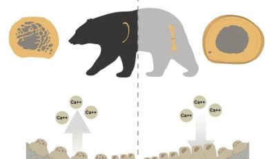 جامعة مصرية تكشف سر قوة عظام الدببة شتاءً