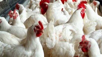 ارتفاع مفاجئ في أسعار الدواجن والبيض اليوم السبت (تحديث)