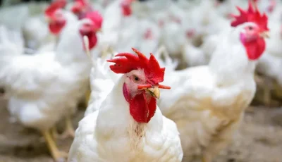 مجلس الوزراء يكشف حقيقة ارتفاع أسعار الدواجن نتيجة نقص المعروض بالأسواق